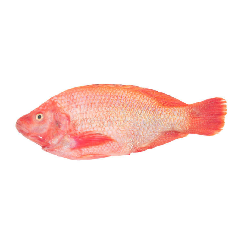 Fresh Red Tilapia (400-500g) - Market Boy