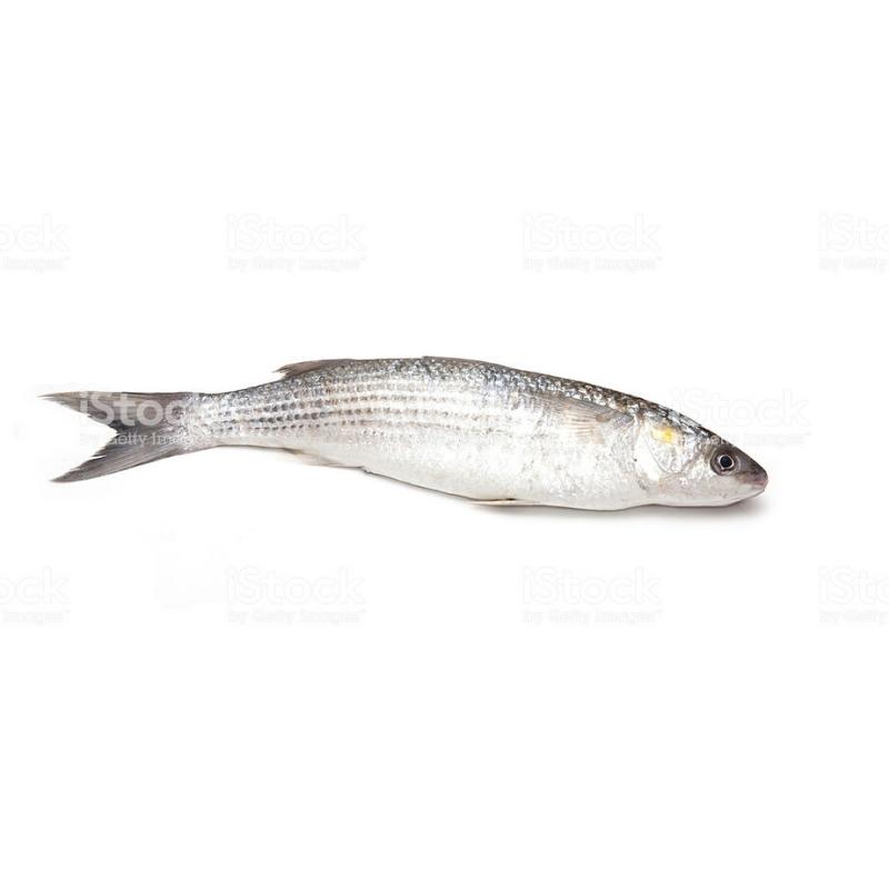 Mullet (Black Fish) (~500g) - Market Boy