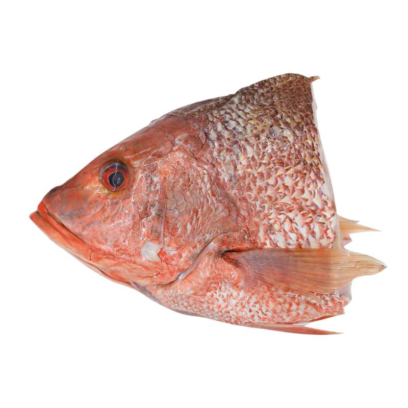 Fresh Red Snapper Fish Head (~1kg) - Market Boy