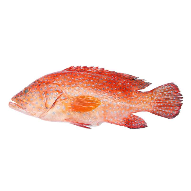 Fresh Red Grouper (500g-600g) - Market Boy