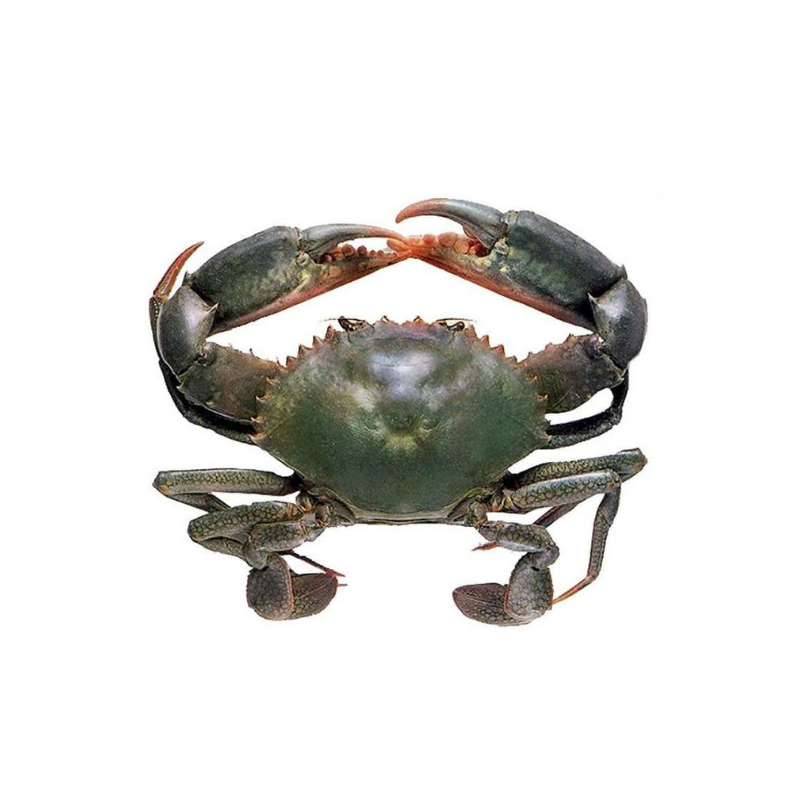 Mud Crab (500-600g) - Market Boy