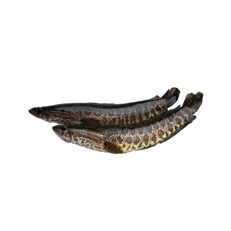 Fresh Snakehead Fish Bones - Market Boy