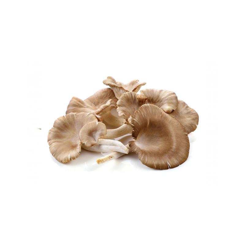 Oyster Mushroom (1 pack) - Market Boy